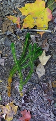 Dendrolycopodium dendroideum