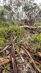 Caladenia leptochila