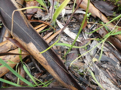 Caladenia leptochila