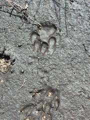 Herpestes pulverulentus