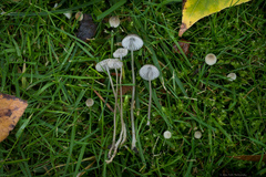 Mycena clavicularis