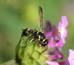 Parancistrocerus declivatus