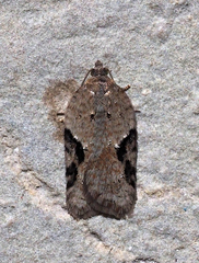 Acleris chalybeana