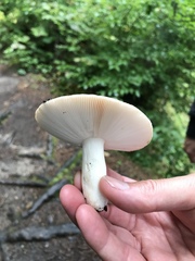 Russula paludosa