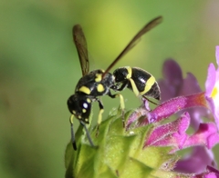 Parancistrocerus declivatus