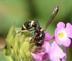 Parancistrocerus declivatus