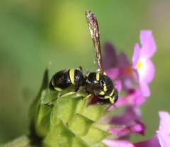 Parancistrocerus declivatus