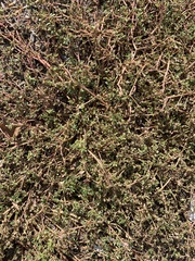Portulaca oleracea
