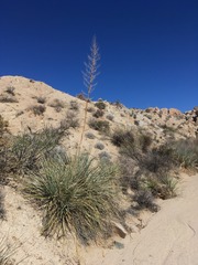Nolina bigelovii