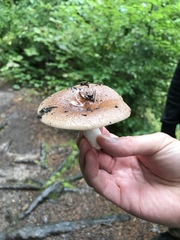 Russula paludosa