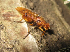 Dryomyza formosa