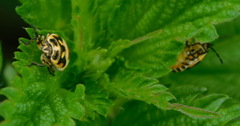 Eurydema