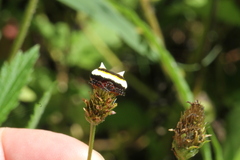 Poecilopachys australasia