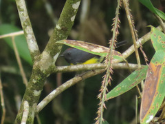 Myioborus miniatus