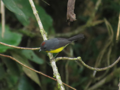 Myioborus miniatus