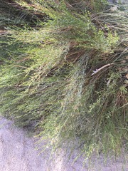 Baccharis sergiloides