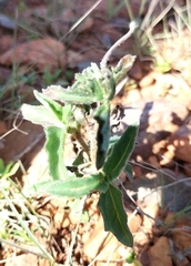 Froelichia arizonica