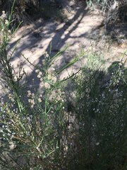 Baccharis sergiloides
