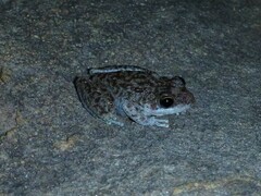 Litoria meiriana