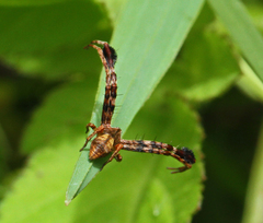 Stephanopis barbipes