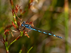 Austrolestes annulosus