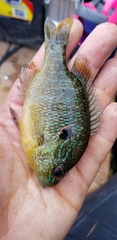 Lepomis peltastes