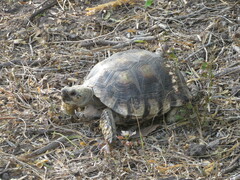 Gopherus berlandieri