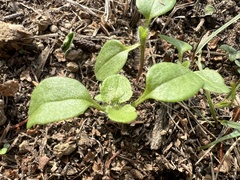 Veronica hederifolia