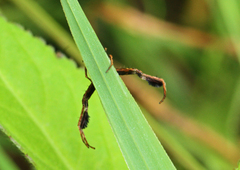 Stephanopis barbipes