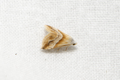 Eublemma cochylioides