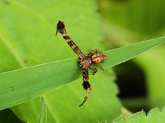Stephanopis barbipes