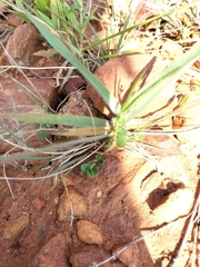 Urochloa serrata