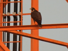 Falco peregrinus