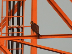 Falco peregrinus