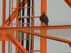 Falco peregrinus