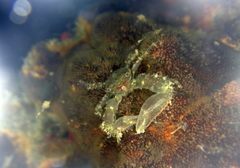 Porcellanidae