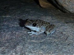 Litoria meiriana
