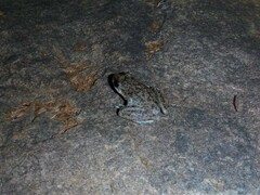 Litoria meiriana