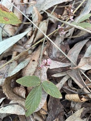 Flemingia parviflora