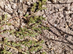 Euphorbia stictospora