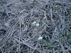 Lomatium linearifolium