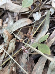 Flemingia parviflora