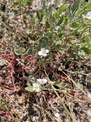 Nerisyrenia camporum