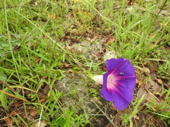 Ipomoea decasperma