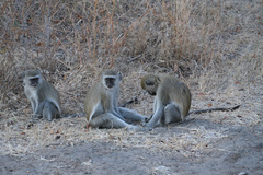 Chlorocebus pygerythrus pygerythrus