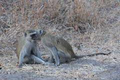 Chlorocebus pygerythrus pygerythrus