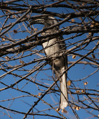 Lophoceros nasutus