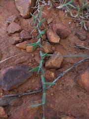 Digitaria longiflora