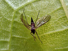 Sciaridae