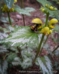 Bombus ephippiatus